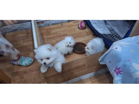 Pomeranian köpekler