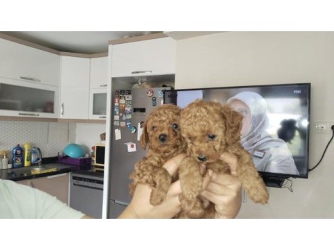 4 poodle yavru