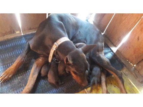 Doberman yavrular
