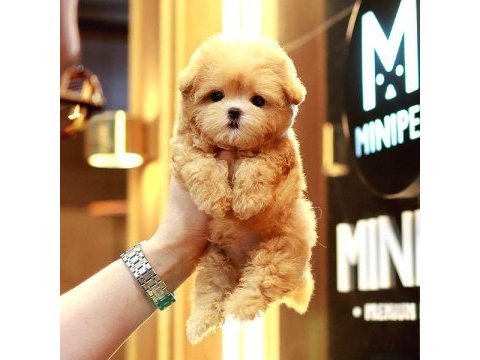 Akıl almaz guzellıktelı toy poodle kuzucuklarımız
