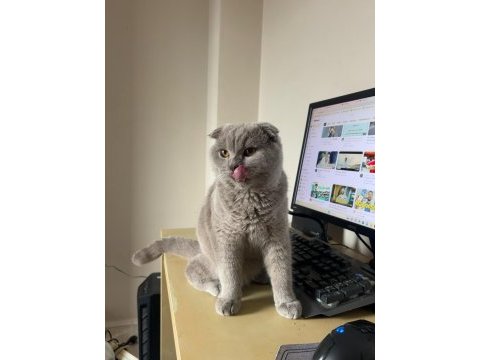 Scottish fold yaşında