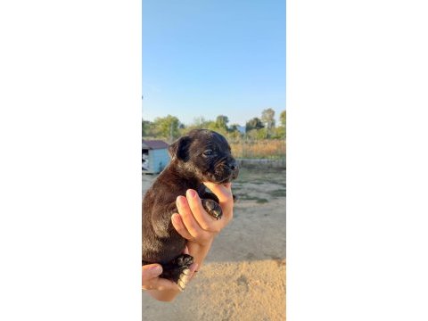 Dünya şampiyonu kan hattı cane corso
