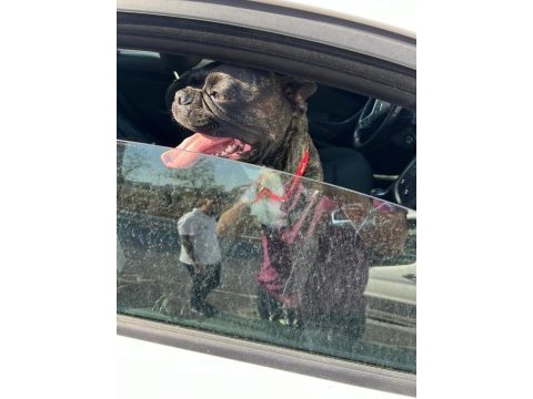 Tuvalet eğitimli french bulldog