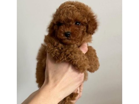 Toy poodle yavru köpeğimiz