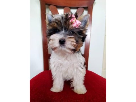 Yorkshire terrier ve biweryork yavrular