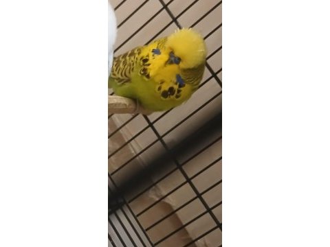 Kuşlarımız için ciddi alıcılar yazsın
