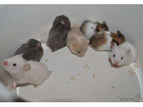Her ırk hamster bebek ve malzemeler adrese teslim mevcut