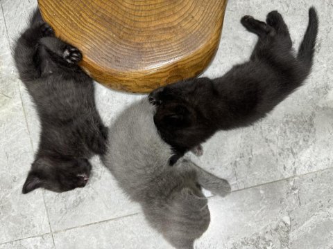 Yavru british shorthair