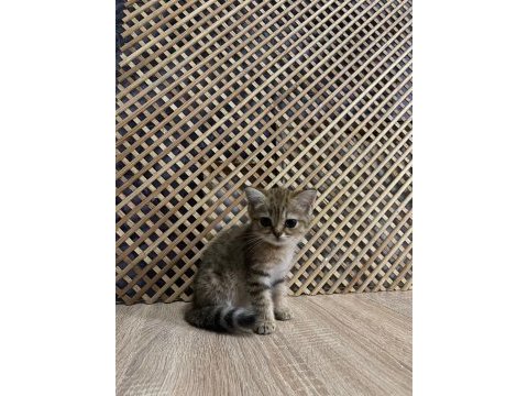 Black golden brıtısh shorthair