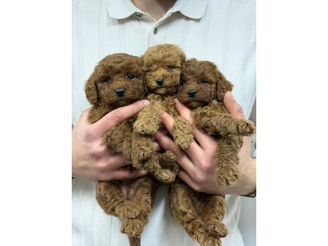 Irk garantili evinizin neşesi toy poodle