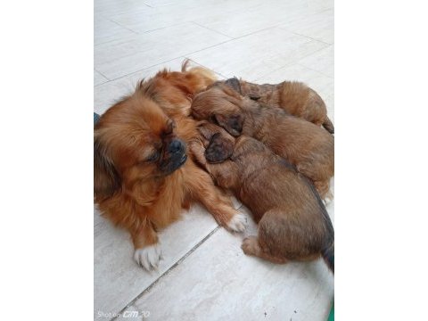 5 mayıs doğumlu tibet spaniel yavruları