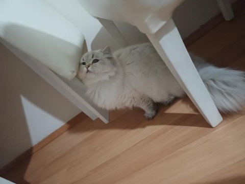 Kedimiz yeni yuvasını arıyor