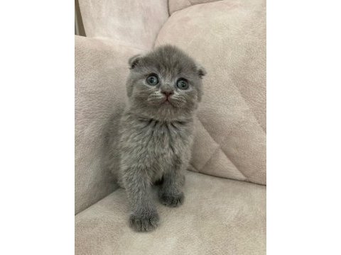 Ayı surat top kafa sıfır kulak erkek scottish fold