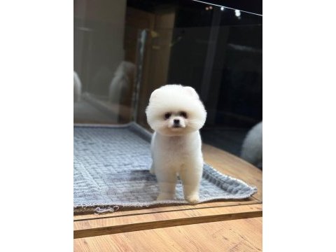 Pomeranian boo mini erkek yavrumuz oyuncu