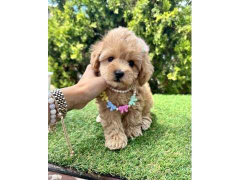 Maltipoo f2b safkan yavrularımız mini boy en küçük boy