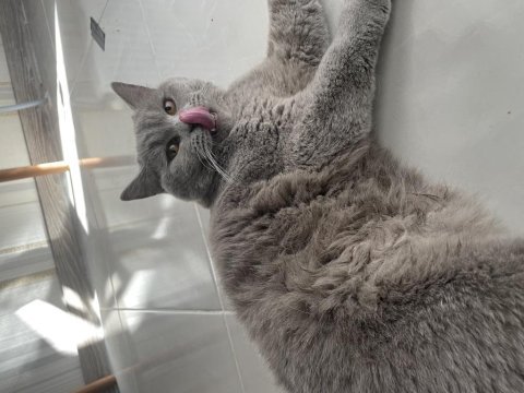 Ücretsiz kısır british shorthair kedim