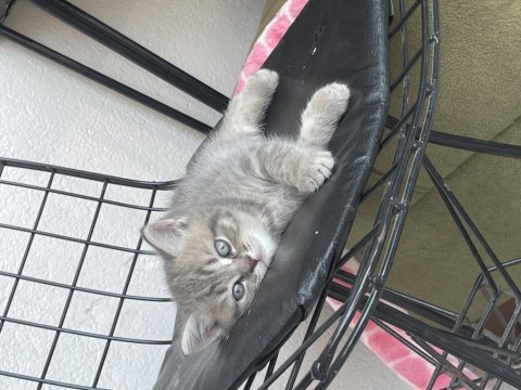 British shorthair yavrularımız hazır
