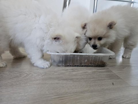 Bebek kendi pomeranian yavrularımız