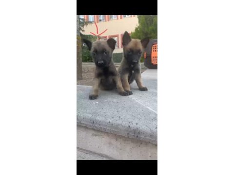 1,5 aylık yavru belçika kurdu