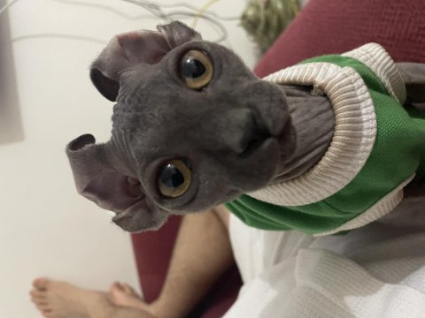 Orijinal 3 aylık erkek sphynx