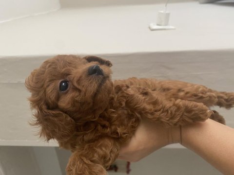 Toy poodle köpeğimiz