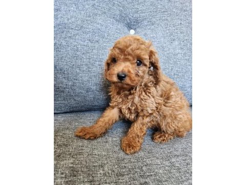 Safkan 0 numara toy poodle