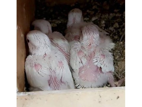 Yerli üretim bebek albino cennet papağanları