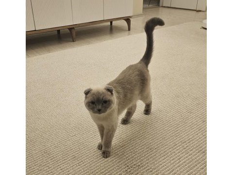Dişi kısır scottish fold