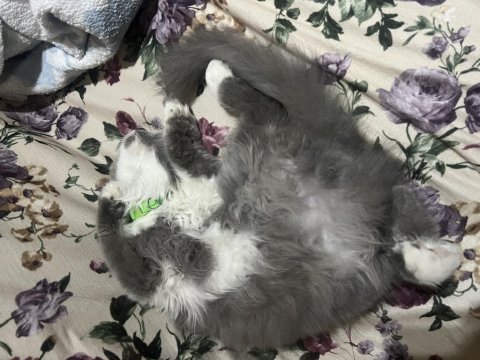 British longhair cins kedimiz 10 aylık