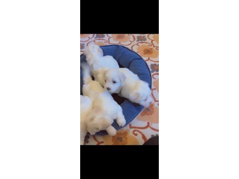 Yavru maltese terrier