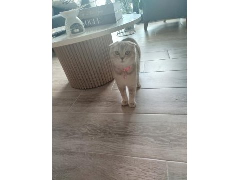 Scottish fold fıstık yeni yuvasını arıyor