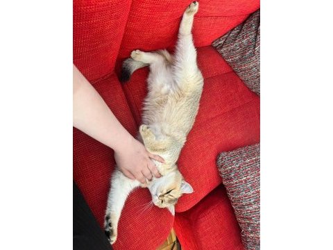 Tüm aşıları tam british shorthair