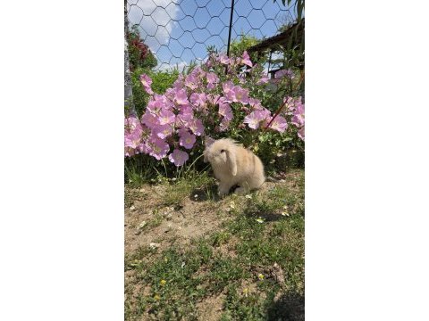 Tavşanımı sahiplendiriyorum