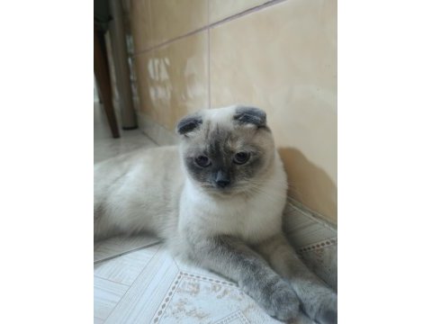 Scottish fold kedimiz pamuğa eş arıyorum