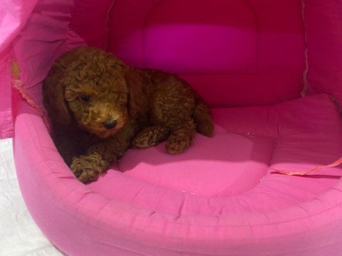 Yavru toy poodle köpeklerimize yuva arıyoruz