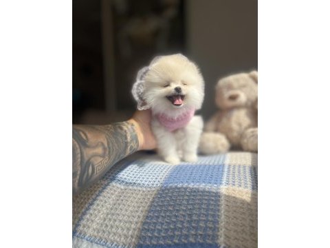 Ayı surat pomeranian boo yavrular