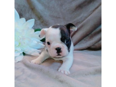 French bulldog yavruları