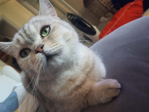 British shorthair dişi kedimiz