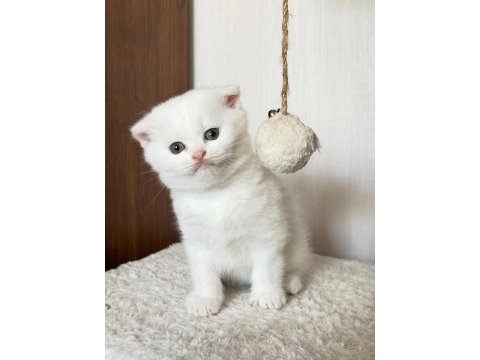 Scottish fold 2 aylık yavru kedimiz