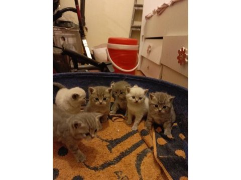 27 günlük british shorthair yavrularımız