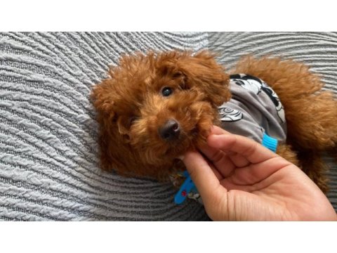Veteriner destekli toy poodle