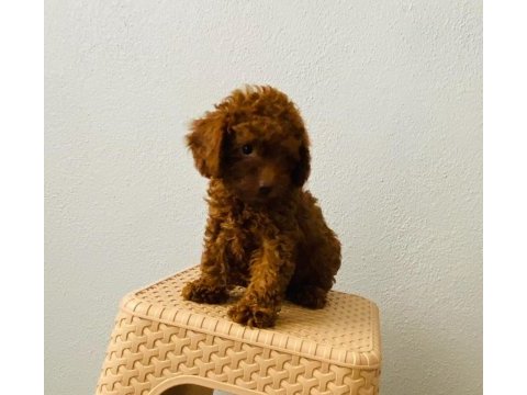 Toy poodle yavruları orijinal