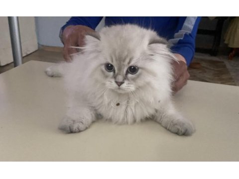 Acil vereceğim british longhair