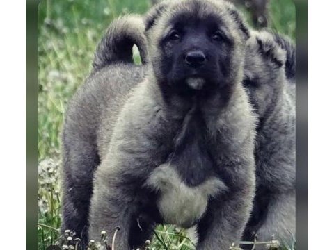 Show kalite safkan kangal yavruları