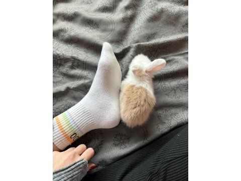 Safkan mini lop tavşan yavruları