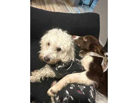 7 aylık dişi border collie köpeğimiz stella