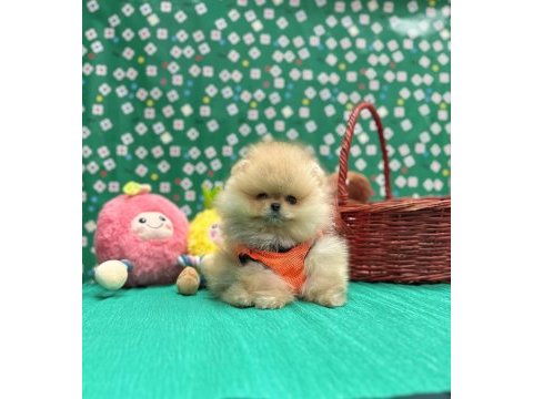 Pomeranian yavrular