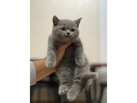 Özel renk lilac british shorthair yavrum