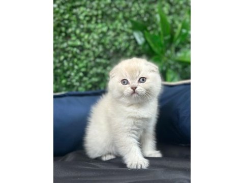 Scottish fold sevimli yavru