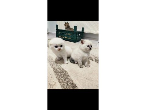 Scottish fold güzellikler